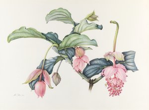 宏伟的Medinilla 作者 玛格丽特·安·伊甸园